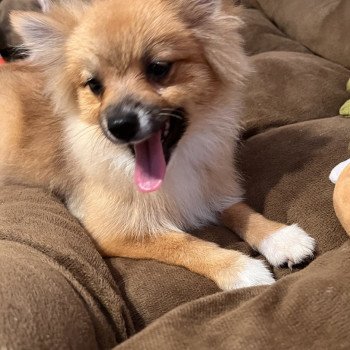 chiot Spitz allemand Kyra Pomeranians Paradise