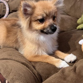 chiot Spitz allemand Kyra Pomeranians Paradise