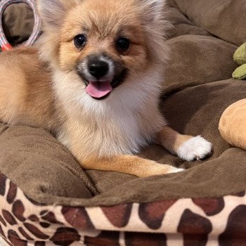 chiot Spitz allemand Kyra Pomeranians Paradise