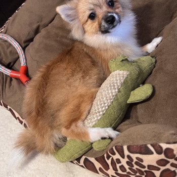 chiot Spitz allemand Kyra Pomeranians Paradise