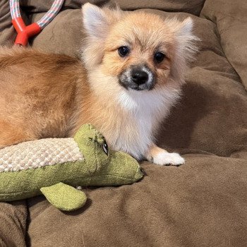 chiot Spitz allemand Kyra Pomeranians Paradise