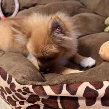 chiot Spitz allemand Kyra Pomeranians Paradise