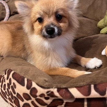 chiot Spitz allemand Kyra Pomeranians Paradise