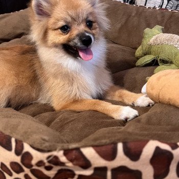 chiot Spitz allemand Kyra Pomeranians Paradise
