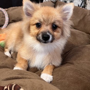 chiot Spitz allemand Kyra Pomeranians Paradise