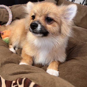 chiot Spitz allemand Kyra Pomeranians Paradise