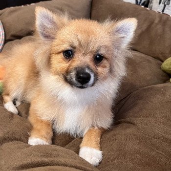 chiot Spitz allemand Kyra Pomeranians Paradise
