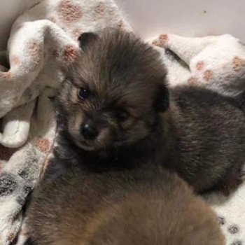 chiot Spitz allemand Petite fille 02 Pomeranians Paradise