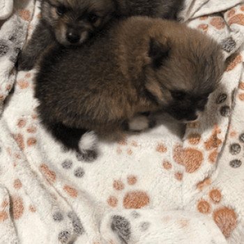 chiot Spitz allemand Petite fille 02 Pomeranians Paradise