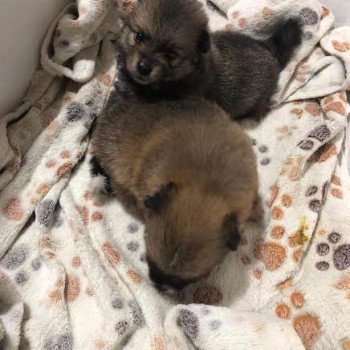 chiot Spitz allemand Petite fille 02 Pomeranians Paradise