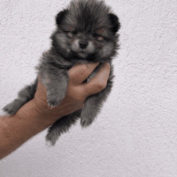 chiot Spitz allemand Kyra Pomeranians Paradise