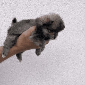 chiot Spitz allemand Kyra Pomeranians Paradise