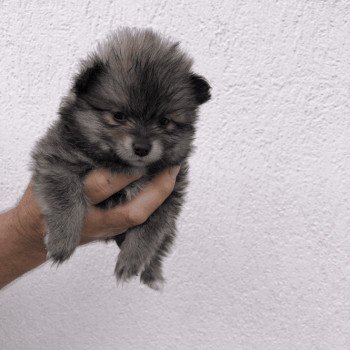 chiot Spitz allemand Kyra Pomeranians Paradise