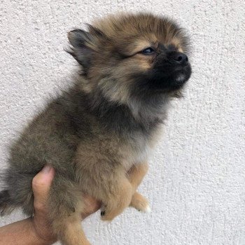 chiot Spitz allemand Kyra Pomeranians Paradise