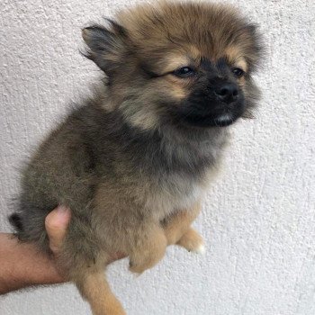 chiot Spitz allemand Kyra Pomeranians Paradise