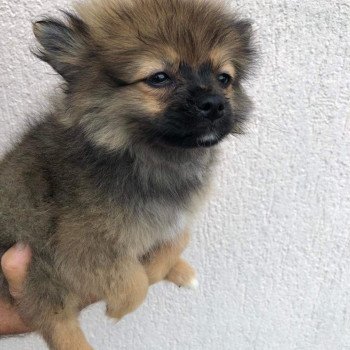 chiot Spitz allemand Kyra Pomeranians Paradise