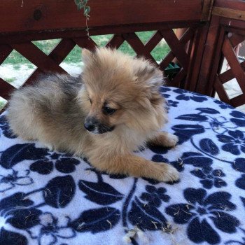 chiot Spitz allemand Kyra Pomeranians Paradise