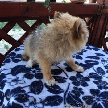 chiot Spitz allemand Kyra Pomeranians Paradise