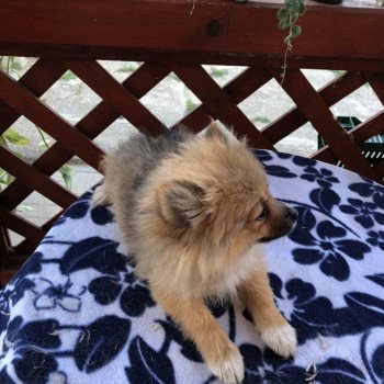 chiot Spitz allemand Kyra Pomeranians Paradise