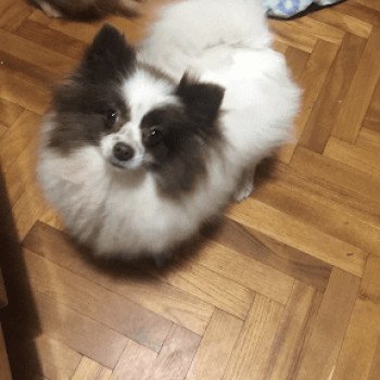 chien Spitz allemand Pille Pomeranian Paradise