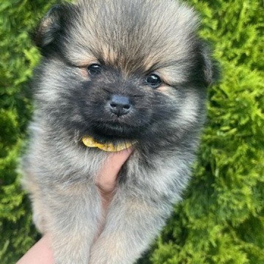 Polly Femelle Spitz allemand