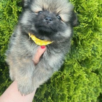 chiot Spitz allemand Polly Pomeranians Paradise
