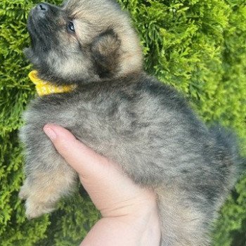 chiot Spitz allemand Polly Pomeranians Paradise