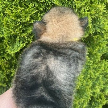 chiot Spitz allemand Polly Pomeranians Paradise