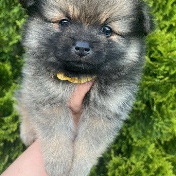 chiot Spitz allemand Polly Pomeranians Paradise