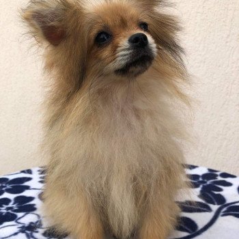 chiot Spitz allemand orange sable Polly Pomeranians Paradise