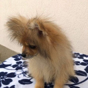 chiot Spitz allemand orange sable Polly Pomeranians Paradise