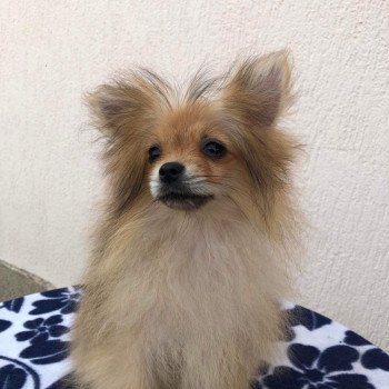 chiot Spitz allemand orange sable Polly Pomeranians Paradise