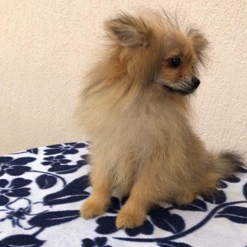 chiot Spitz allemand orange sable Polly Pomeranians Paradise
