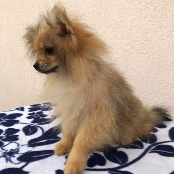 chiot Spitz allemand orange sable Polly Pomeranians Paradise
