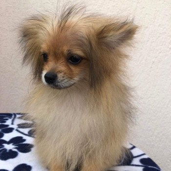 chiot Spitz allemand orange sable Polly Pomeranians Paradise