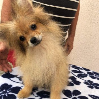 chiot Spitz allemand orange sable Polly Pomeranians Paradise