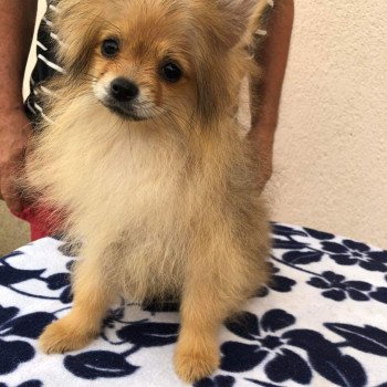 chiot Spitz allemand orange sable Polly Pomeranians Paradise