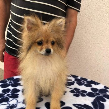 chiot Spitz allemand orange sable Polly Pomeranians Paradise
