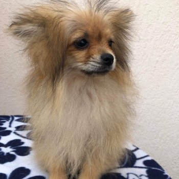 chiot Spitz allemand orange sable Polly Pomeranians Paradise