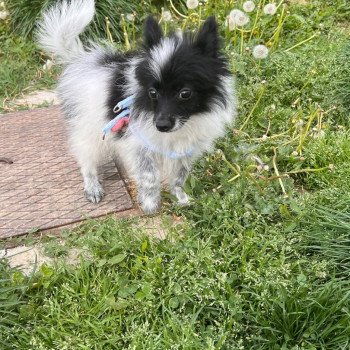 chiot Spitz allemand Stella Pomeranians Paradise chiot Spitz allemand Stella Pomeranians Paradise
