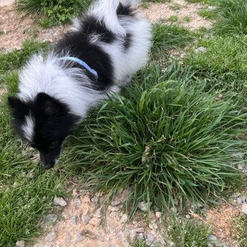 chiot Spitz allemand Stella Pomeranians Paradise chiot Spitz allemand Stella Pomeranians Paradise