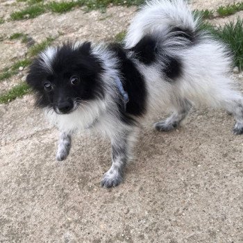 chiot Spitz allemand Stella Pomeranians Paradise chiot Spitz allemand Stella Pomeranians Paradise