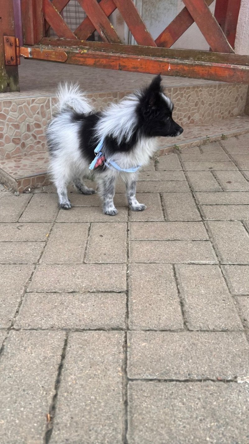 Stella Femelle Spitz allemand