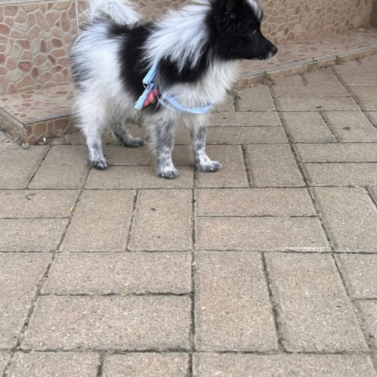 Stella Femelle Spitz allemand