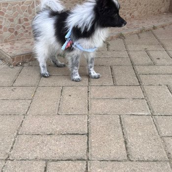 chiot Spitz allemand Stella Pomeranians Paradise chiot Spitz allemand Stella Pomeranians Paradise