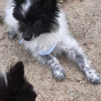 chiot Spitz allemand Stella Pomeranians Paradise chiot Spitz allemand Stella Pomeranians Paradise