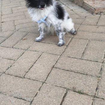 chiot Spitz allemand Stella Pomeranians Paradise chiot Spitz allemand Stella Pomeranians Paradise