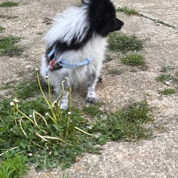 chiot Spitz allemand Stella Pomeranians Paradise chiot Spitz allemand Stella Pomeranians Paradise