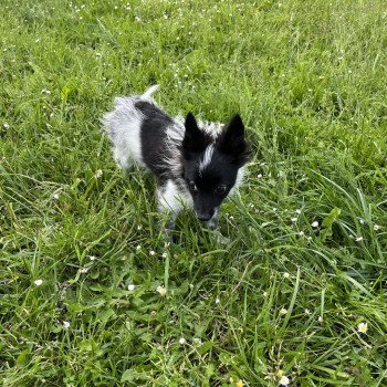 chiot Spitz allemand Stella Pomeranians Paradise chiot Spitz allemand Stella Pomeranians Paradise