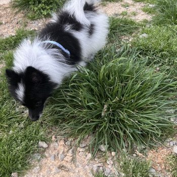 chiot Spitz allemand Stella Pomeranians Paradise chiot Spitz allemand Stella Pomeranians Paradise